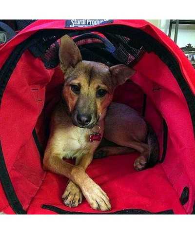 SturdiBag™ Trasportino Pet Carrier