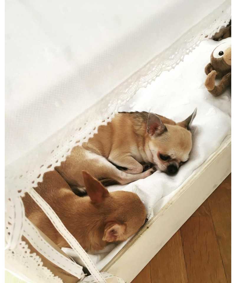 Mini House Grace Graciola