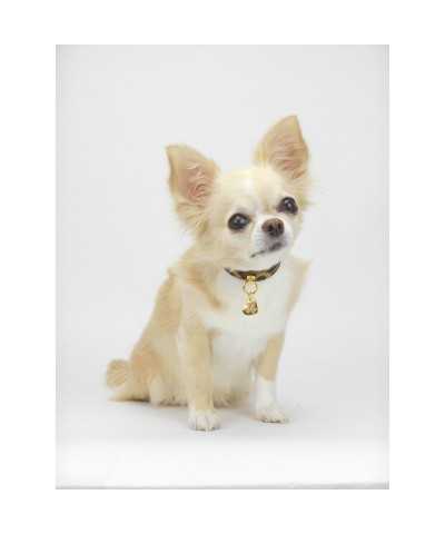 SIMPLE LEOPARD COLLAR ALCANTARA/GOLD Piccoli Pets