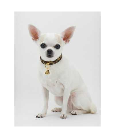 SIMPLE LEOPARD COLLAR ALCANTARA/GOLD Piccoli Pets