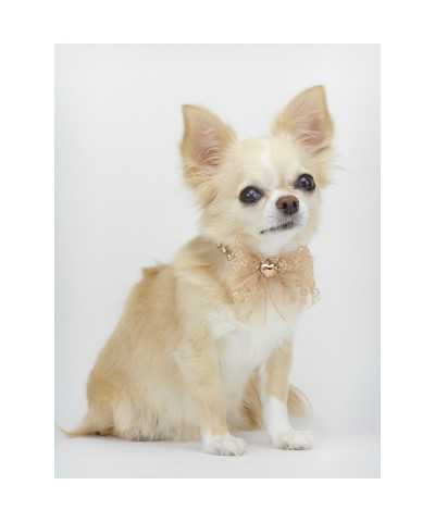 DIAMONDS LACE COLLAR ROSE GOLD ECOLEATHER/GOLD Piccoli Pets
