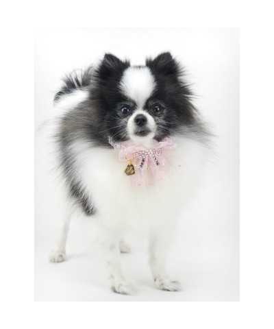 PRECIOUS BOW COLLAR BABY PINK ECOPATENT/GOLD Piccoli Pets