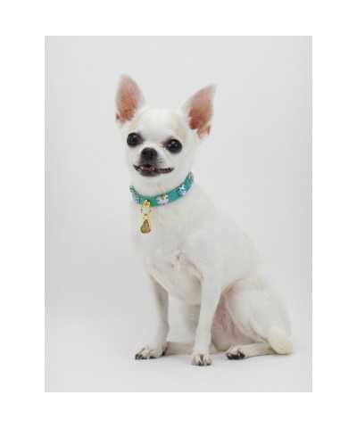 HEARTS COLLAR EMERALD ECOPATENT/GOLD Piccoli Pets