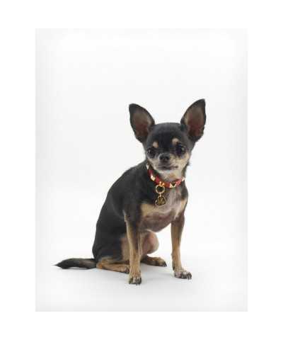 STUD COLLAR RED ECOLEATHER/GOLD Piccoli Pets