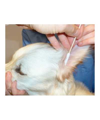 Cotton Fioc Extra Lunghi Bamboo Show Tech