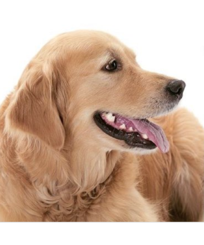 Emmi®-pet Care P2
