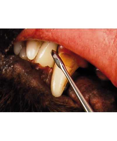 Strumento per la Pulizia Dei Denti Curvo