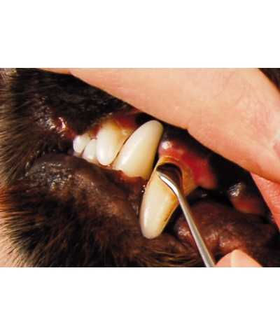 Strumento per la Pulizia Dei Denti Curvo