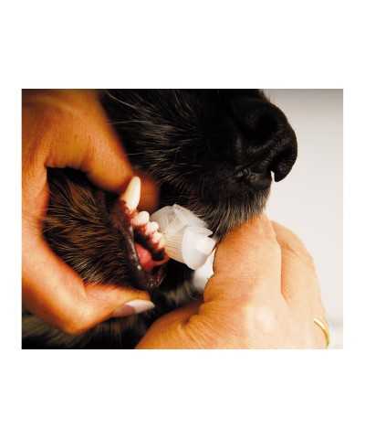 Show Tech Spazzolino Trio-Pet Toothbrush Teeth Cleaning