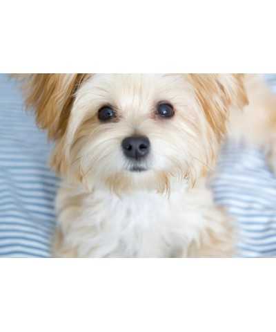 BalùDefend Pulizia Occhi e cute Lenitivo, Detergente