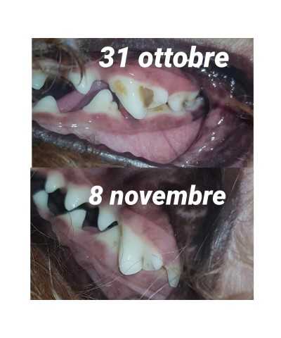 BalùDefend Dentifend