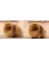 Recovery Mask BSD Pomeranian Beauty