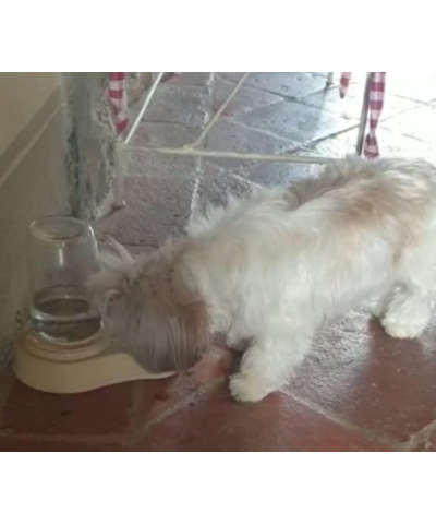 Beverino Muso Asciutto