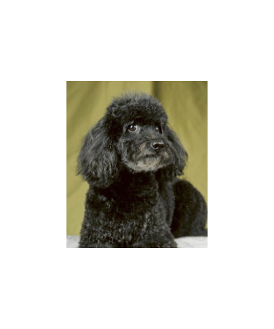 Scheda Tecnica Mantenimento Barbone Nano Iv San Bernard