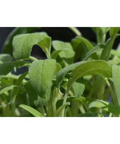 CHAMPOOGNE N.10 - Shampoo Sgrassante anti-prurito alla Salvia