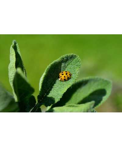 CHAMPOOGNE N.10 - Shampoo Sgrassante anti-prurito alla Salvia