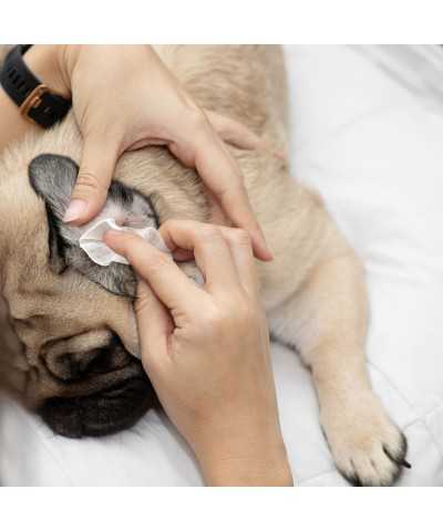 Salviette fresche per la pulizia orecchie cani  Eye Envy