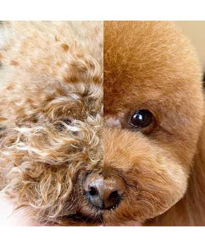Doglyness Spray Condizionante All Day