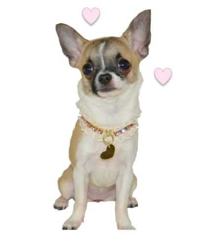 Grace Graciola Pretty Grace Collar
